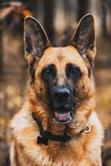 German Shepherd Dog Portrait in Autumnal Park. Bokeh Blurred Background