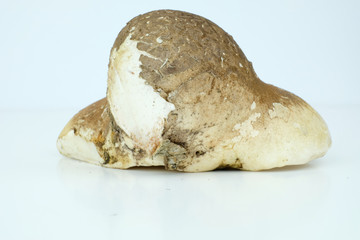 Birch polypore mushroom Isolated on a white background, sicentific name Fomitopsis betulina