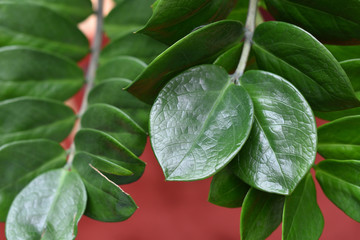 Beautiful and fresh leaves of a houseplant Zamiakulkus, closeup