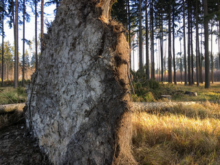 Windthrow of the coniferous tree in the forest after the storm