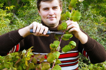 A young man makes an autumn pruning of raspberries.
