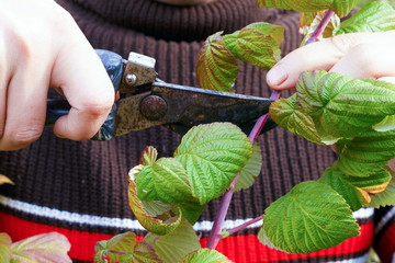A young man makes an autumn pruning of raspberries.