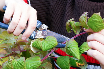 A young man makes an autumn pruning of raspberries.