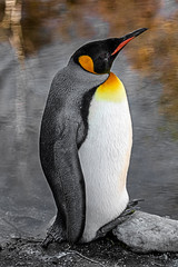 King penguin on the pond`s bank. Latin name - Aptenodytes patagonicus