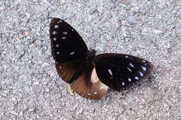 butterfly on a road with copy space background