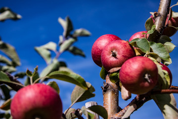 juicy apples ready to be harvested