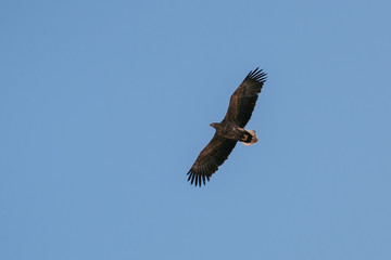 Fototapeta premium white tail eagle