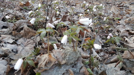 Snowdrops in the forest in the early spring. Wild flowers on the meadow. Snowdrop spring flowers. Group of snowdrop flowers.