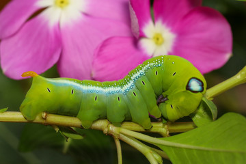 Close up green worm or Daphnis neri worm in nature and enviroment have pink flower background