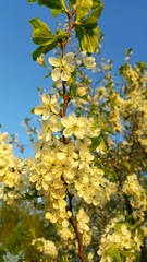 White Apple blossoms and green leaves. flowers