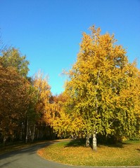 Beautiful autumn Park in Sunny weather. Park.
