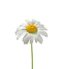 Beautiful chamomile flower isolated on a white background