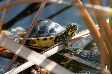 Schildkröte in Florida