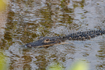 Alligator im Merritt Island Wildlife Refuge