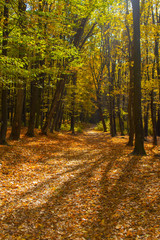 Autumn forest landscape with yellow foliage