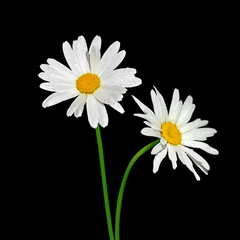 Obraz premium Beautiful chamomile flower isolated on a black background