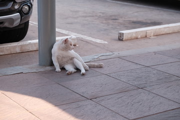Fototapeta na wymiar A white Cat leaning on a pole and seeing some one,free space background