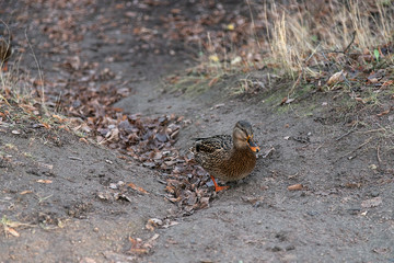 photo of a Beautiful duck in the wild.