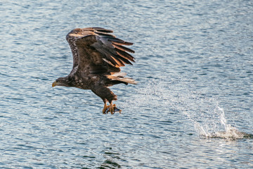 eagle in flight