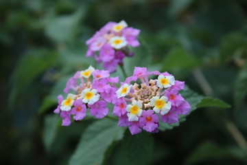 White & purple flowers