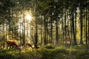 Fototapeten Die Sonne scheint im Wald und Rehe grasen im schönen Wald © sanderforsberg