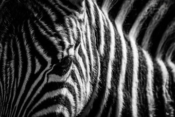 Close-up zebra