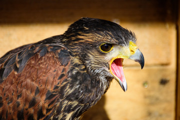 eagle