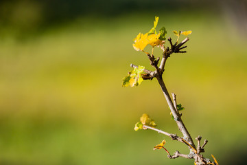 tree branch with yellow leaves in autumn