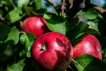 juicy red apples ready to be harvested
