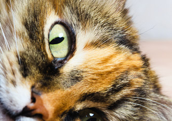 Cat eye closeup, staring intently