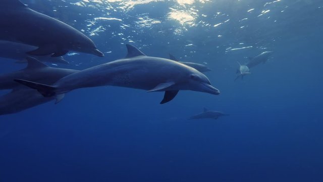 Undrewater video of wild dolphins traveling in blue ocean