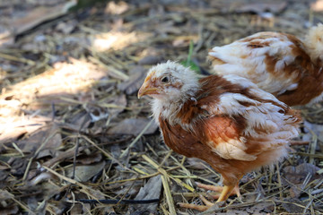 Baby Rhode Island Red in garden at thailand