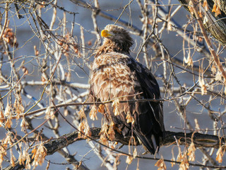 white tail eagle