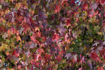 Background from maple leaves a riot of autumn colors.	