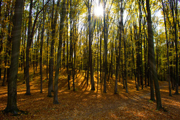 Beautiful autumn forest with yellow foliage, the sun's rays make their way through the trees.