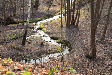 swift and clear stream in the autumn forest.