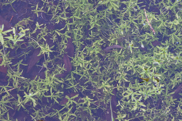 Fototapeta na wymiar clear water of a brook with green water on a sunny autumn day.