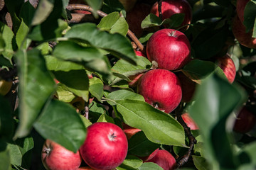 juicy red apples ready to be harvested