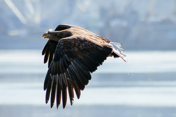eagle in flight