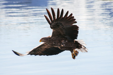 bald eagle