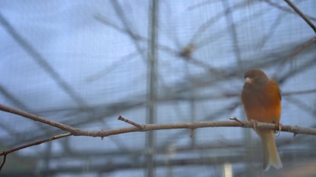 Red bird sitting on a branch