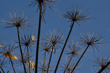 Anthriscus sylvestris against the blue sky. background