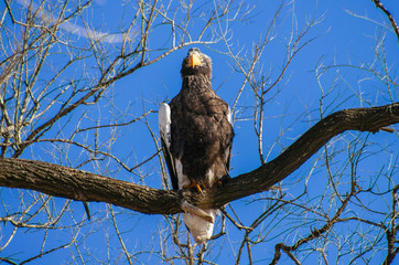 eagle
