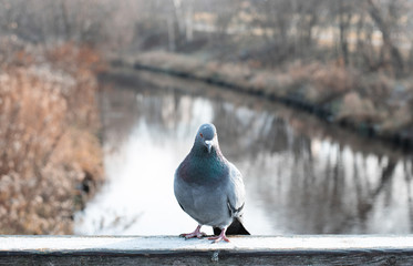Fototapeta premium Pigeon on a wooden bridge. Park with river and trees.