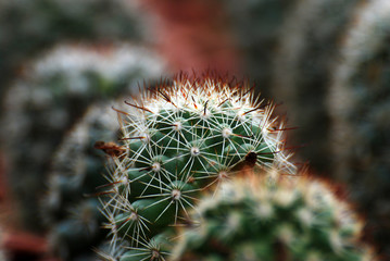 Macro Cereus tetragonus Cactus pot isolated blurred black Background