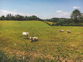 Theme is agriculture and the divorce of cattle. Several, herd of white cow on the field in the countryside in the village in the summer in the Burgundy region in France