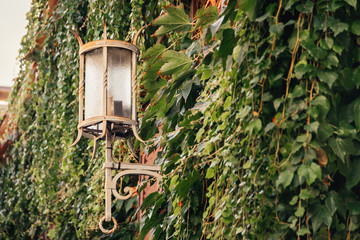 street old lantern with plant green wall