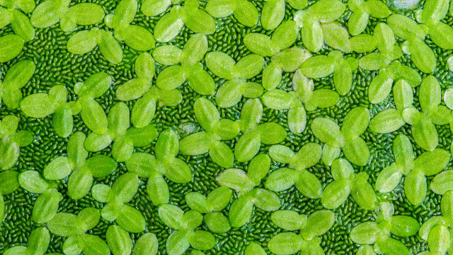 Close up nature texture background of duckweeds on water