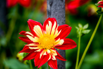 Beautiful and colorful exotic flowers.