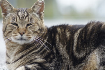  Stray cat by the sea